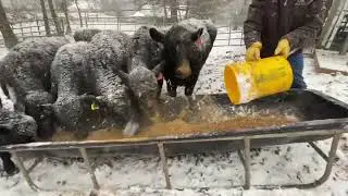 Feeding cows in the snow