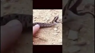 Funnysnake😂😂 #gulgul😆😆 #funnysnake #comedyshort #memsseen #youtubeshort #vijayvlog1