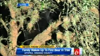Apopka Bear in Tree 