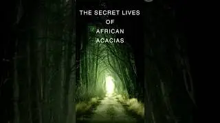 The Secret Lives of African Acacias