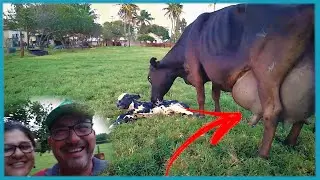 MAIOR ÚBERE DO CANAL!! PIRAPITINGA PARIU!! Nascimentos #12