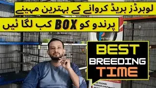 Best Months for Lovebird Breeding | Season Duration and Best Time
