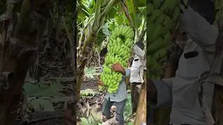 Banana farming #farmingvideos #farming #bananafarming #bananaplant #bananafarmer #bananatree