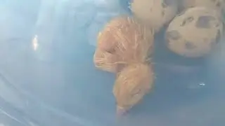 Quail Chicks Hatched in Incubator 🐣 | Emotional Day at Apna Chidiya Ghar
