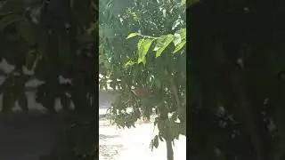 water for birds in government high school mogla Talagang chakwal punjab pakistan