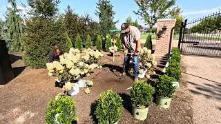 Planting the Hydrangeas & Boxwoods in the Entry Flower Bed + Rose Deadheading! 😍🥀✂️ // Garden Answer