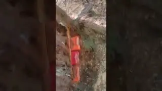 Felling a Redwood tree. How to wedge one over.