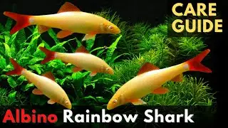 Albino Rainbow Shark &ndash; A Glowing Beauty for Your Aquarium! (Epalzeorhynchos frenatum)