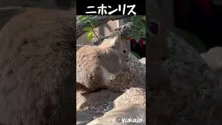 ニホンリス食事中　 Kawaii　Japanese squirrel 　#ニホンリス　#squirrel　#リス　#栗鼠　#松鼠