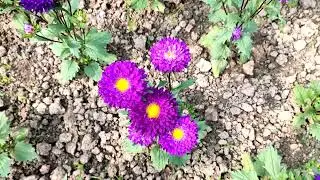 Sangita Nursery Full Tour | Panuhat | Katwa | Flowers | Rear Species Flowers