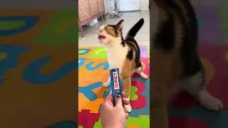 Do they make glasses for cats?