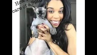 Sphynx Cat Care: Pros & Cons