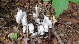indian/ghost pipe - monotropa uniflora unique pale white plant