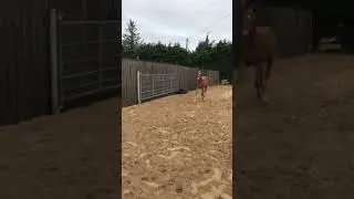 Power Blade Filly Foal
