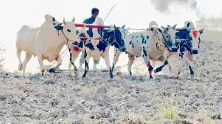 New Suhaga Bail Race 18/10/2025  میلہ سایئں جھولی الہ#bailrace #bullrace #punab bail gadi race
