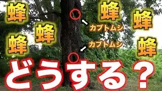 オオスズメバチだらけの木でカブトムシ採集【オオスズメバチの恐怖】