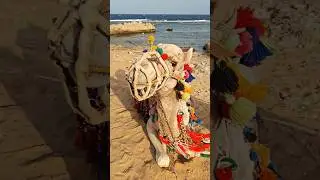 Met a friendly camel | Egypt Marsa Alam
