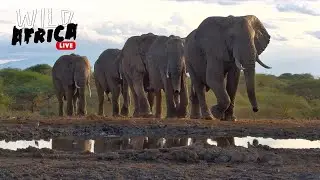 Enjoy African Wildlife - Wild Africa LIVE