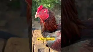My Best And Amazing Rooster | Beauty On Top😍#shorts #rooster #viralvideo #youtubeshorts