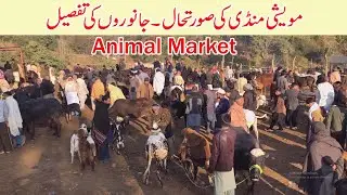 Animal market dongi mandi kotli mirpur bulls cow domail mandi bulls cow fatehjangi bull cow in mandi