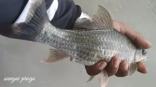 Mancing Melem Tehnik Nutul || Pesta strike melem jumbo