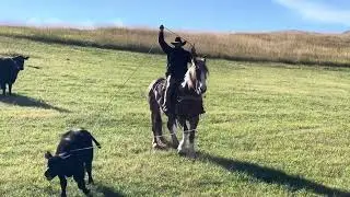 “Cheeto” Pitchfork Ranch Horse Sale 2024