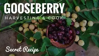 Gooseberry (Amla) Harvesting & Sweet Gooseberry Recipe &ndash; Secret Method Revealed! @asunwijesingha