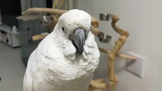 最近なんだか忙しい…ぎぃちゃんは平和です
