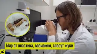 Якутские ученые создают колонию жуков-пластикоедов
