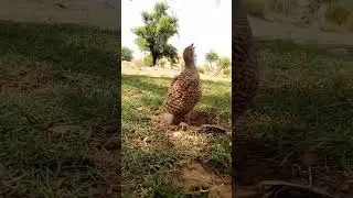 hunting dasi #teeter teetar ka shakar # sounds teetar #million  + views camplet