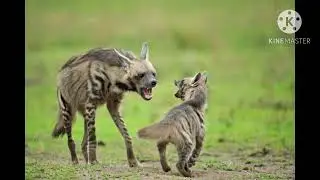 Striped hyena sounds PART 2