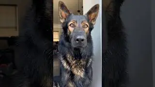 How Dark Will my Sable German Shepherd Get?