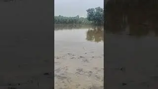 🙂 #shorts #farminess #farming #paddyfarm