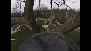 Manitex TREE MONSTER crane removal.     #stihl #arborist #treework #ms500i #crane