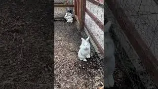 Cute bunny caught trying to escape. #bunny #rabbit #cute