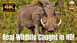 The Most Beautiful and Dangerous Animals in Nature
