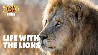 LION STRENGTH TEST, Rare Species & New Families! | One Zoo Three with Tyler, Aaron & Cam Whitnall