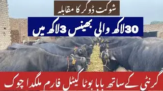 how to start dairy Farming, business, idea in Pakistan summer business law, investment, dairy 