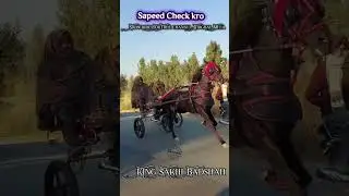 King Sakhi Badshah Horse #horse #horseriding #shorts #viralvideo #trending #short