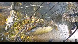 Milwaukee River Salmon - Fly Fishing and Bobber Downs. Pt 2
