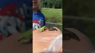 Tadpole almost frogs #kissing #farmlife #nitrosefarm #frog #frogs #summer #shorts #viralvideo #viral