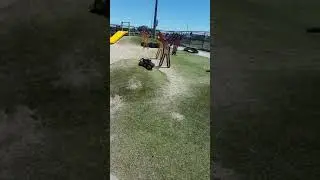 Tamiya Blackfoot 2016 brushless motor, very first run