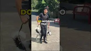 STOP Doing this To Your Dog on Walks! 🐕🚷