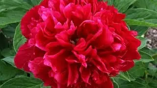 Коп жылдык 🌺🌺бакча гулдору🌿🌿🌿