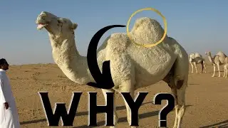 Why do Camels Have Humps? camels for kids
