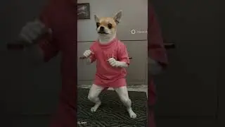 dog boxing 🥊#viral #shorts #viralshorts