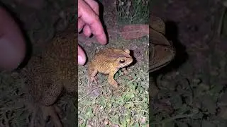 Pem Pem Funny Frog Catch Flying #toad #memes #animal #wildlife #funny #fishing #frog #shorts