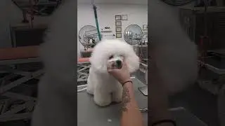 F'N Fusion Comb Demo by Macie