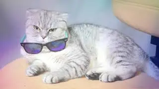 HEADBANGER CAT