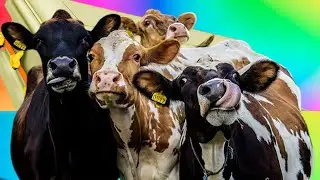 Funny Cows - Coffin Dance Song *PART 4* (COVER)